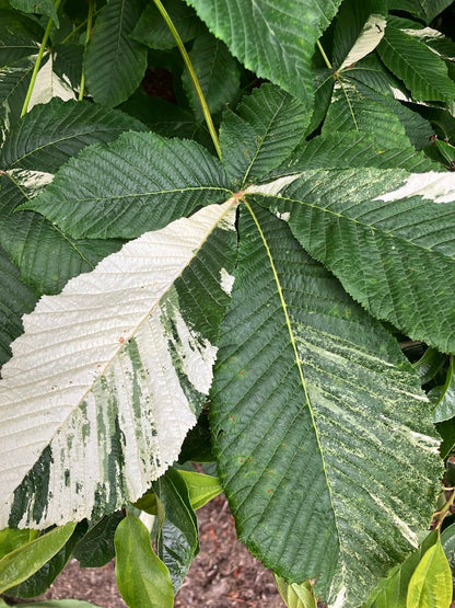 Aesculus "Variegated"
