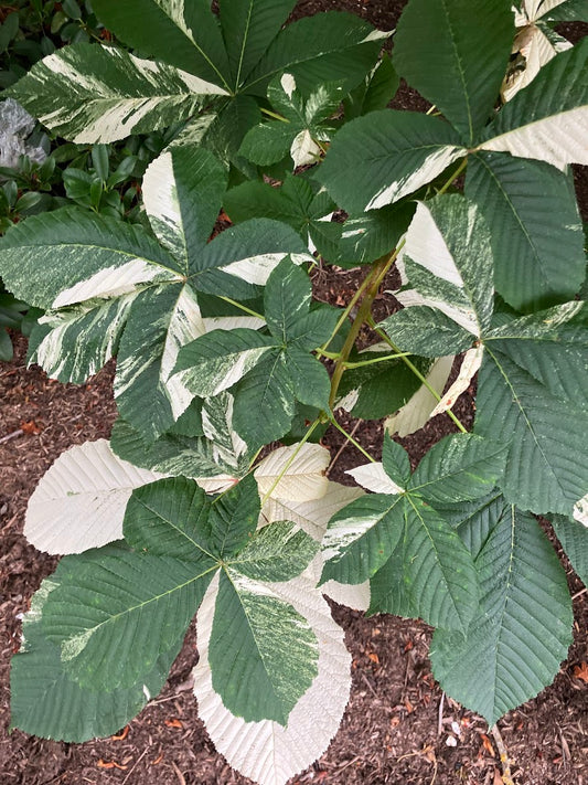 Aesculus "Variegated"