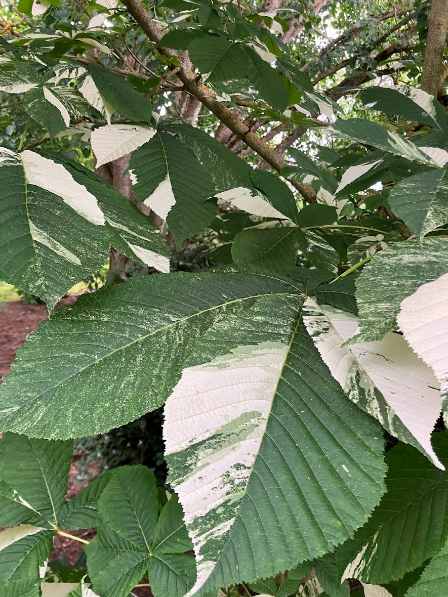 Aesculus "Variegated"
