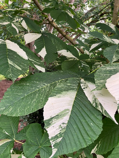 Aesculus "Variegated"