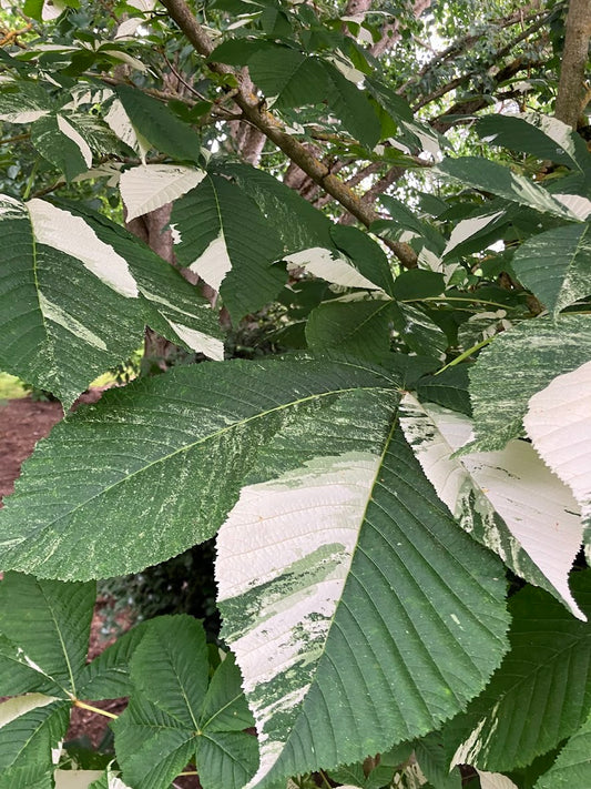 Aesculus "Variegated"