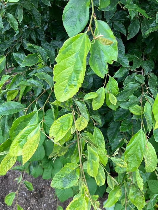 XSycoparrotia semidecidua "Variegated" RARE Bi-generic Hybrid