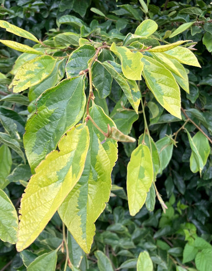XSycoparrotia semidecidua "Variegated" RARE Bi-generic Hybrid