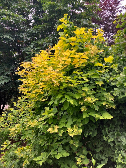 Viburnum opulus 'Aureum'
