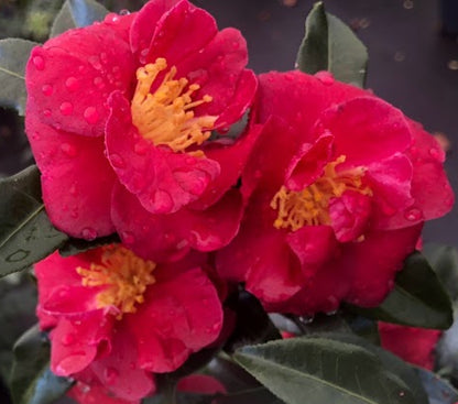 Camellia sasanqua 'Radiant Red' EXLUSIVE NEW GARDEN TREASURES RELEASE!  RARE!!!