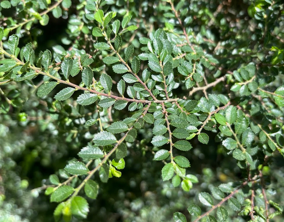 Ulmus parvifolia 'Seijo' (rooted cuttings)