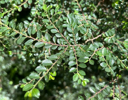 Ulmus parvifolia 'Seijo' (rooted cuttings)