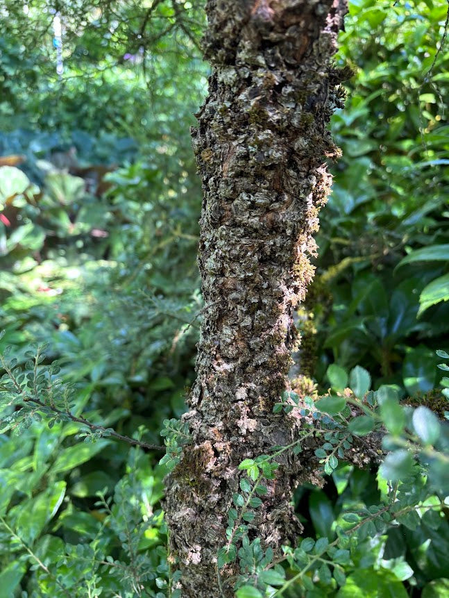 Ulmus parvifolia 'Seijo' (rooted cuttings)