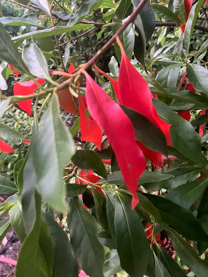 Elaeocarpus decipiens