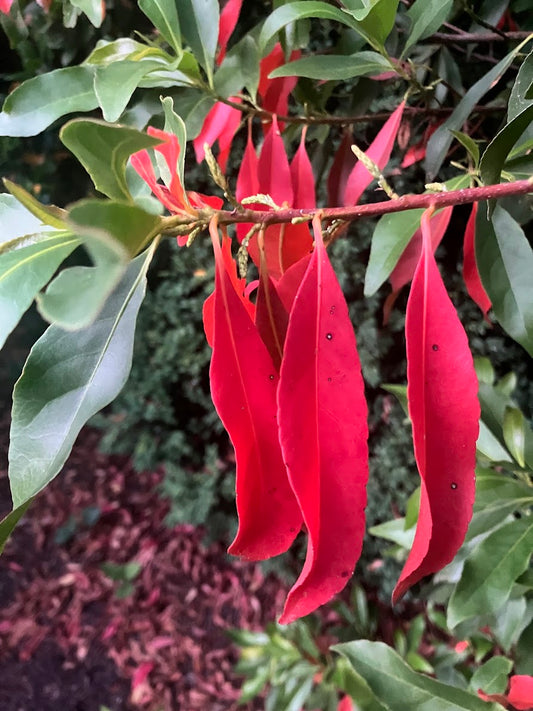 Elaeocarpus decipiens