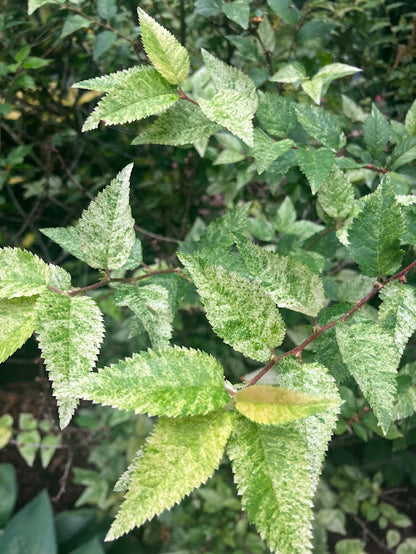 Prunus incisa 'Variegata'