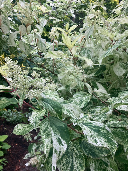 Hydrangea paniculata 'Yuki Gessho'