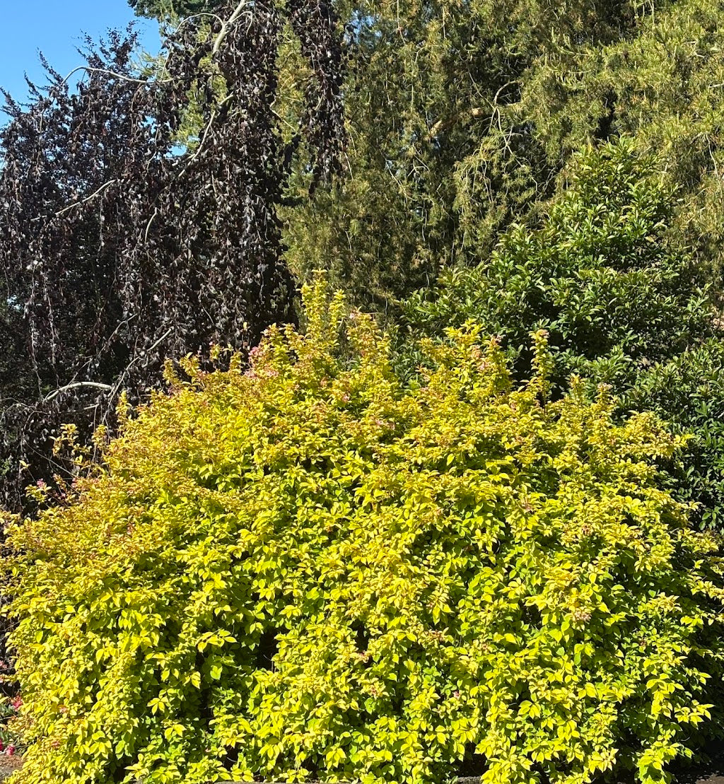 Weigela florida 'Looymansii Aurea'