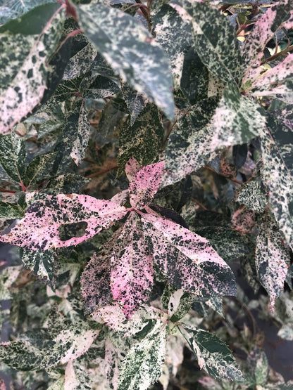 Clethra barbinervis 'Takeda Nishiki'