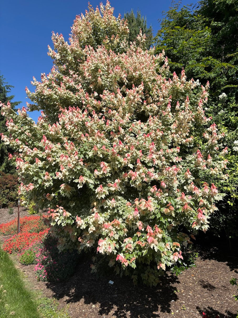 Acer rubrum 'Fire and Ice'