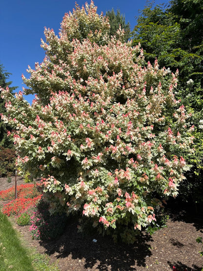 Acer rubrum 'Fire and Ice'