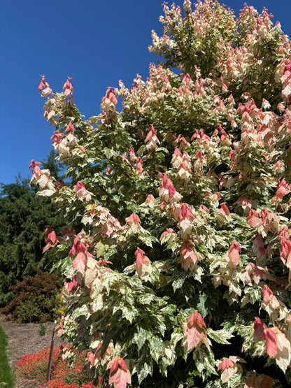 Acer rubrum 'Fire and Ice'