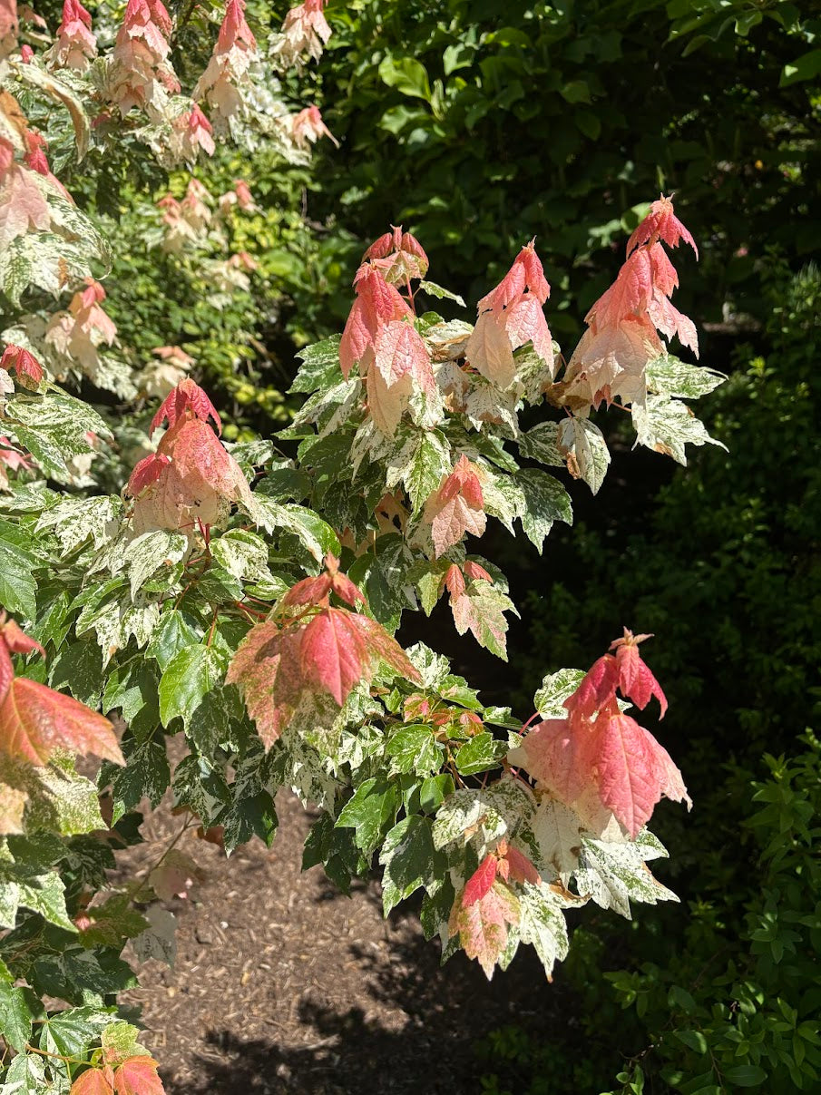 Acer rubrum 'Fire and Ice'