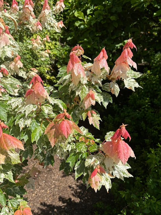 Acer rubrum 'Fire and Ice'