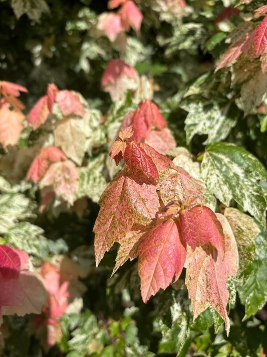 Acer rubrum 'Fire and Ice'