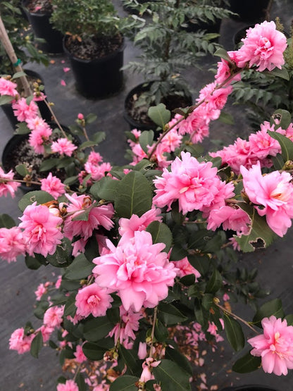 Camellia sasanqua 'Fall Festival' NEW GARDEN TREASURES RELEASE!  RARE!
