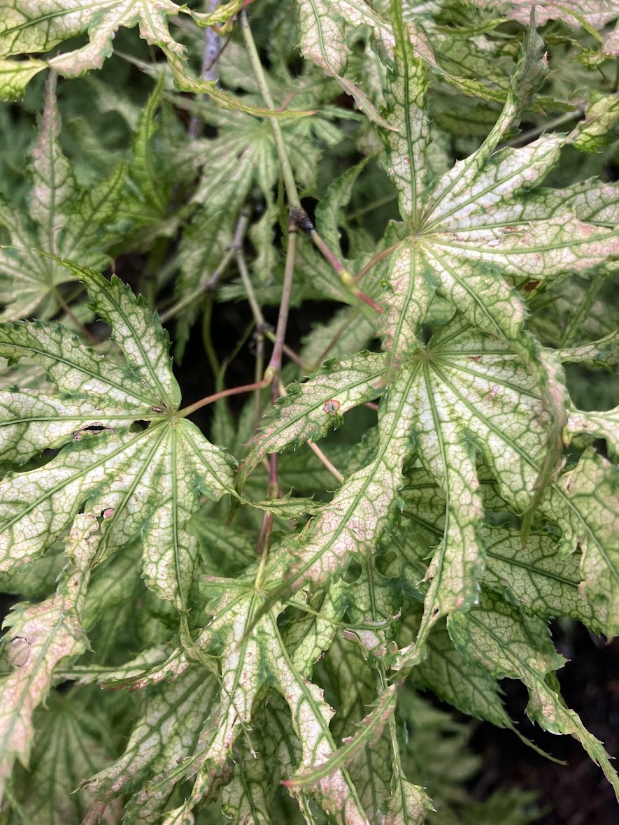 Acer palmatum 'White Peaches'