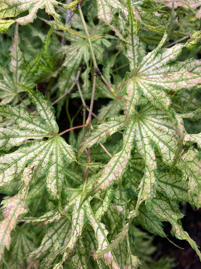 Acer palmatum 'White Peaches'