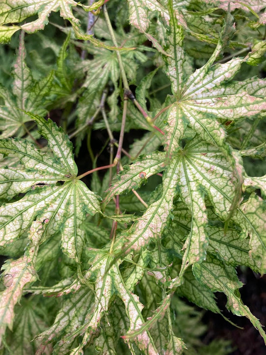 Acer palmatum 'White Peaches'