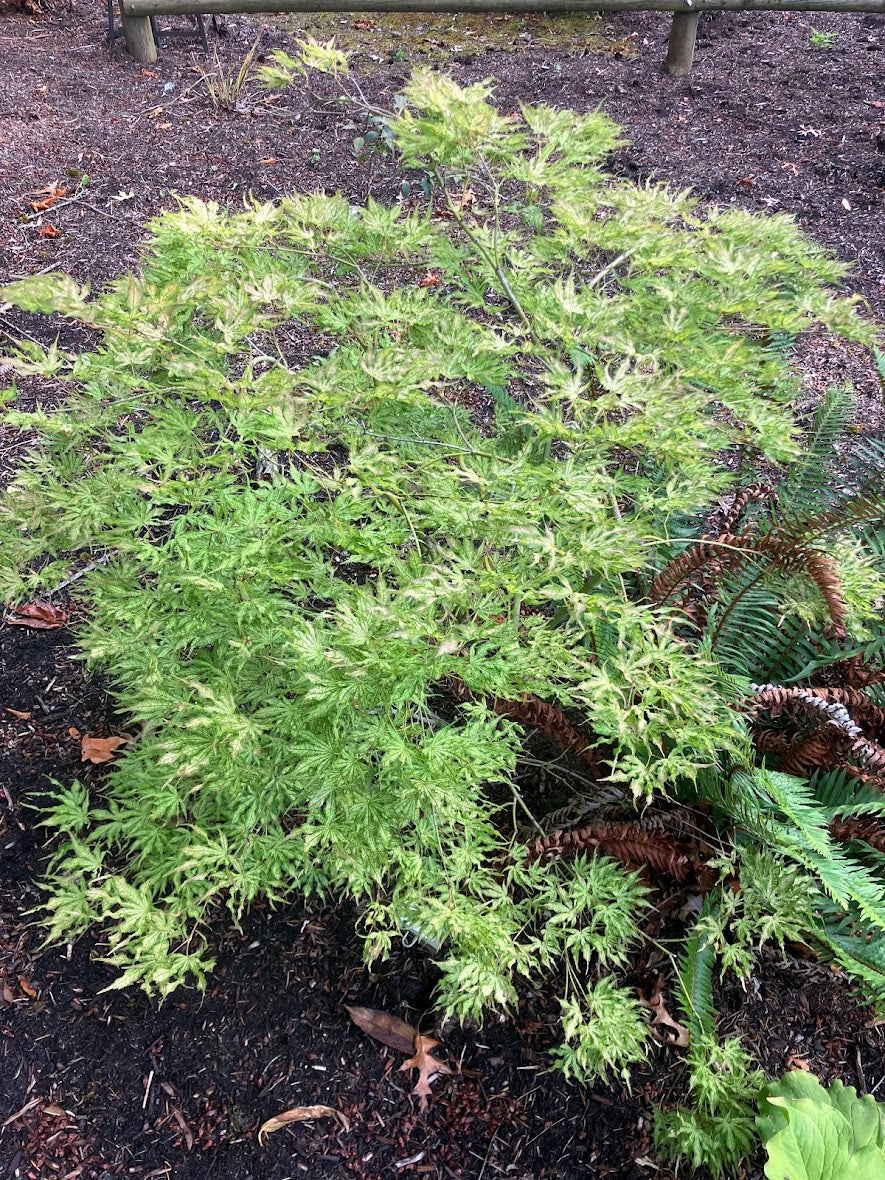 Acer palmatum 'White Peaches'