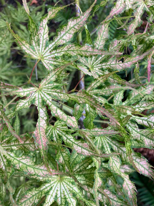 Acer palmatum 'White Peaches'