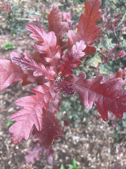 Quercus petraea 'Purpurea'