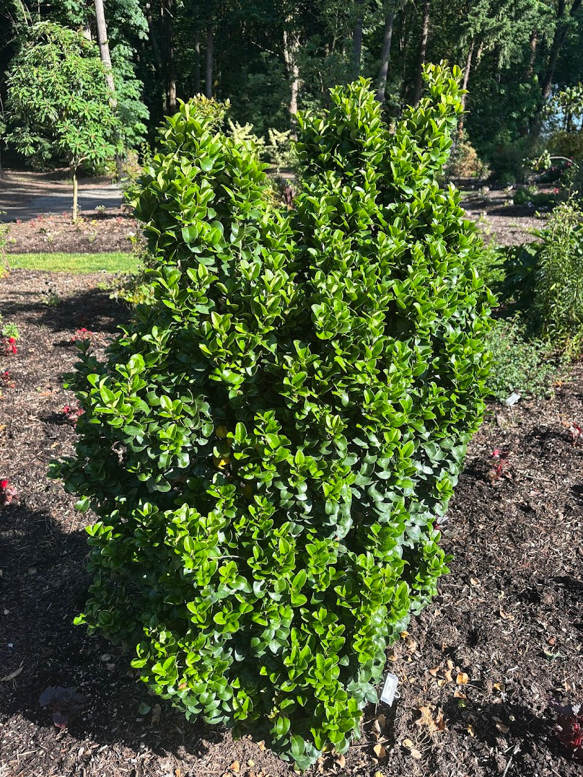 Ligustrum japonicum 'Rotundifolium'