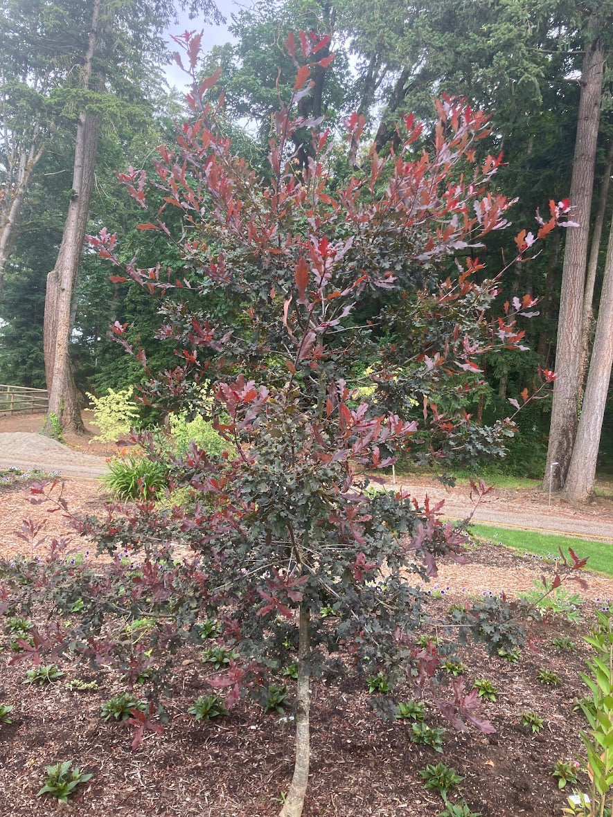 Quercus petraea 'Purpurea'