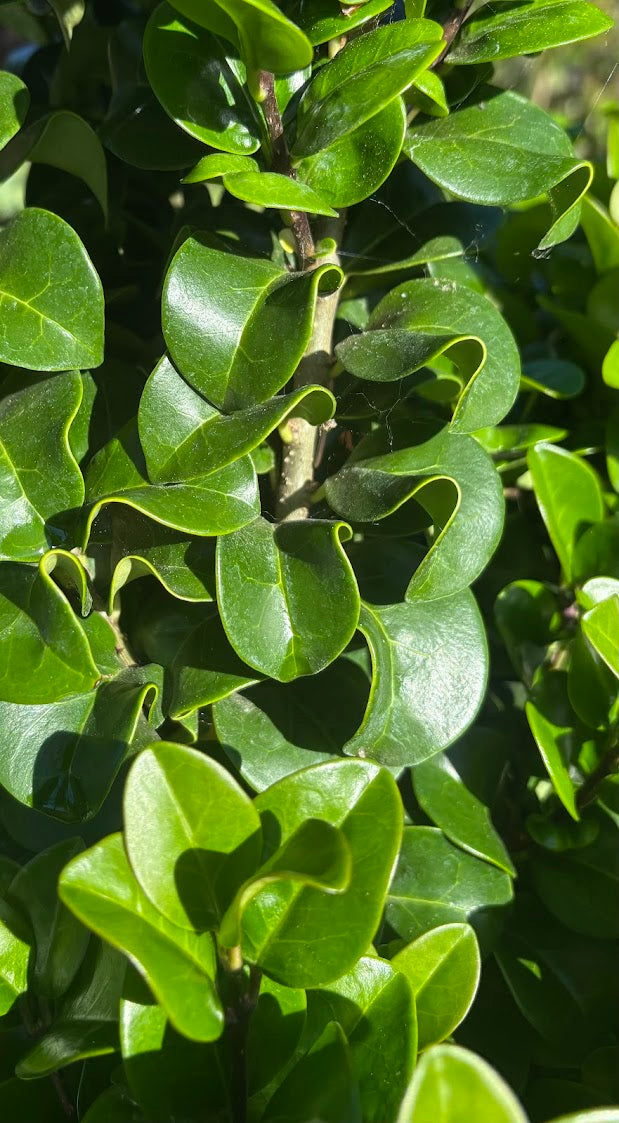 Ligustrum japonicum 'Rotundifolium'