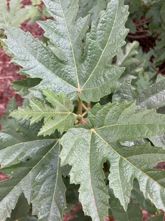 Ficus afghanistanica 'Silver Lyre'