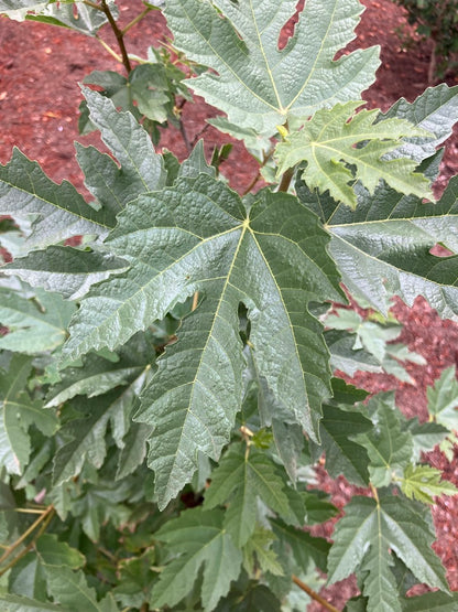 Ficus afghanistanica 'Silver Lyre'