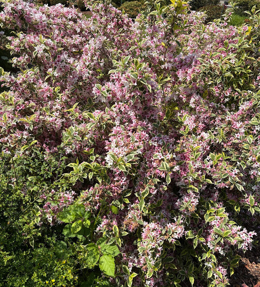 Weigela florida 'Variegata'