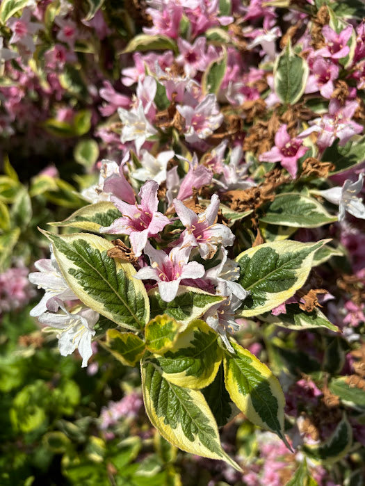 Weigela florida 'Variegata'