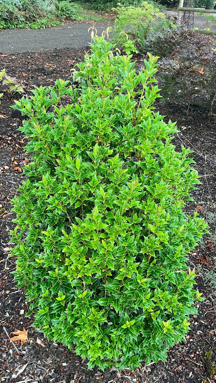 Osmanthus heterophyllus 'Fastigiata' (West Coast Form)