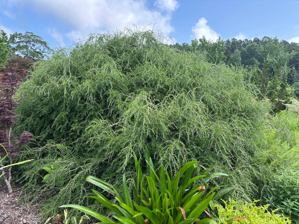 Forestiera angustifolia 'Woodlanders Weeping'