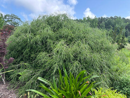 Forestiera angustifolia 'Woodlanders Weeping'