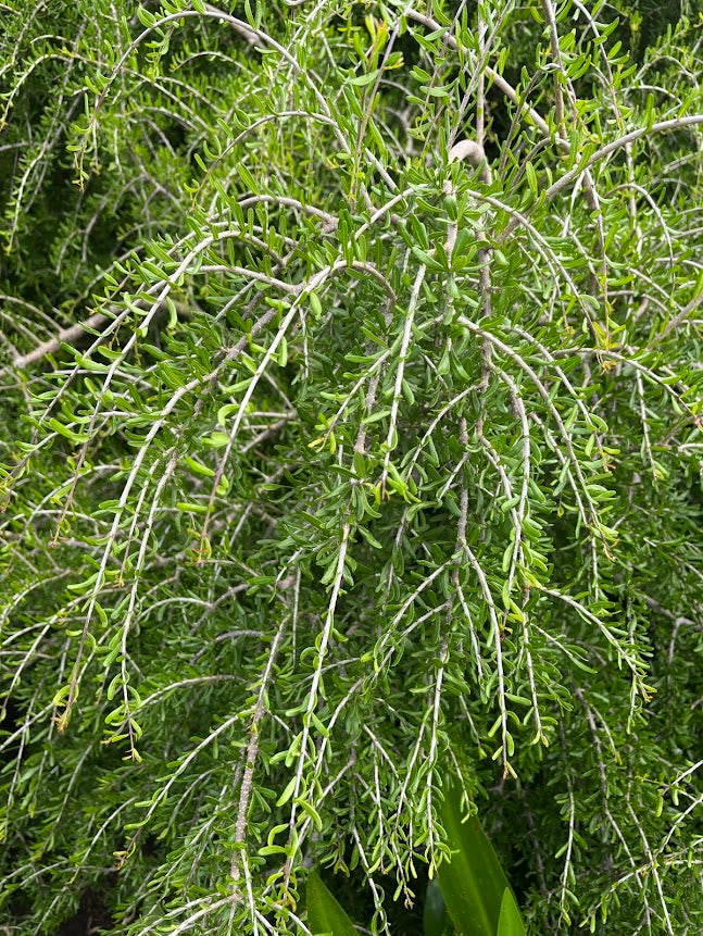 Forestiera angustifolia 'Woodlanders Weeping'