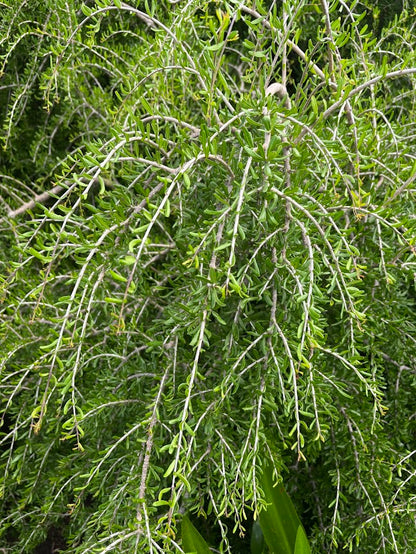 Forestiera angustifolia 'Woodlanders Weeping'