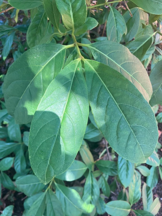Viburnum arbicola