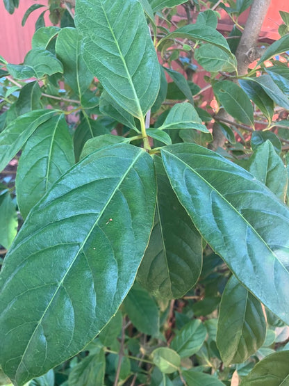 Viburnum arbicola