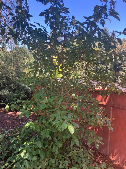 Viburnum arbicola