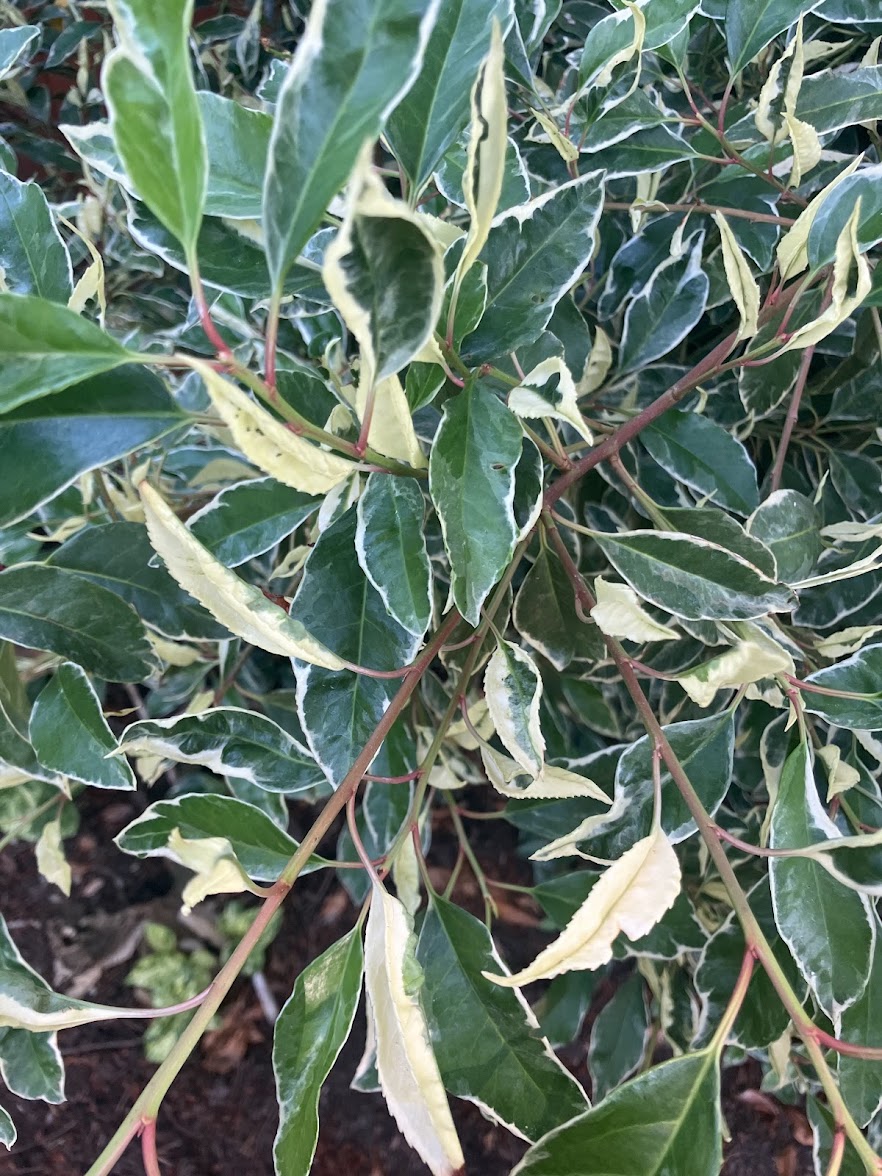 Prunus lusitanica 'Variegata'