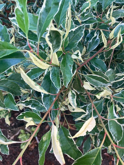Prunus lusitanica 'Variegata'