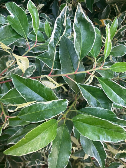 Prunus lusitanica 'Variegata'