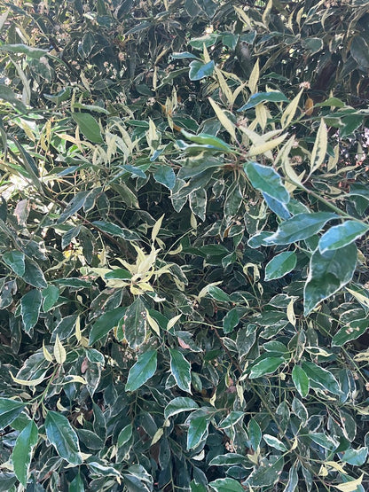 Prunus lusitanica 'Variegata'
